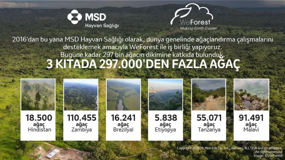 Hayvan sağlığı için üç kıtada 297 bin ağaç