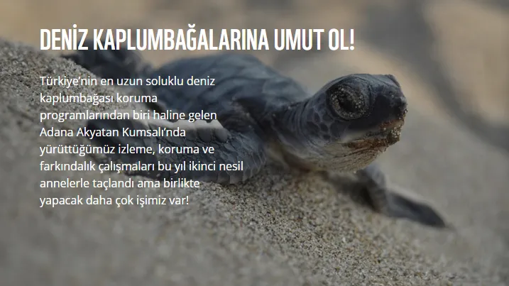Deniz kaplumbağaları için umut ol