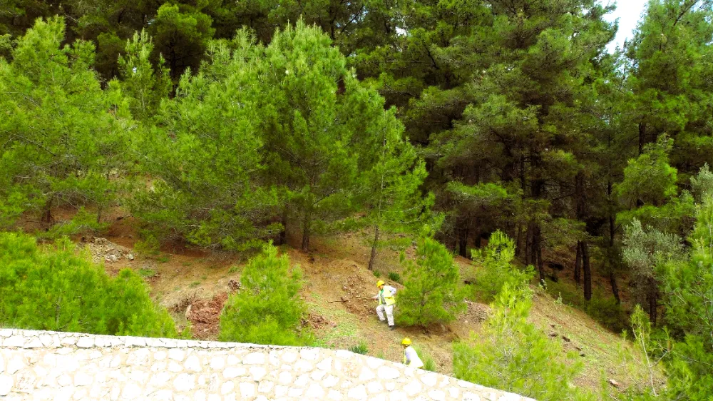 Türkiye’nin Sigortası: Kızılçam Ormanları