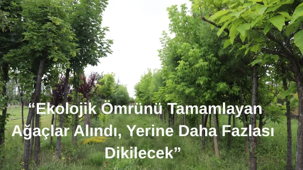 Büyükşehir’den Ağaç Kesimi İddialarına Yanıt: “Ekolojik Ömrünü Tamamlayan Ağaçlar Alındı, Yerine Daha Fazlası Dikilecek”