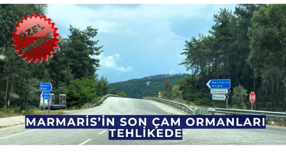 Marmaris’in son çam ormanları tehlikede