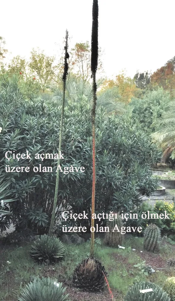 Çiçek açınca ölen ağaç