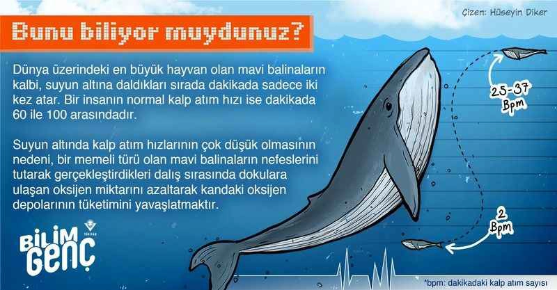 Bunları biliyor musunuz? (2)
