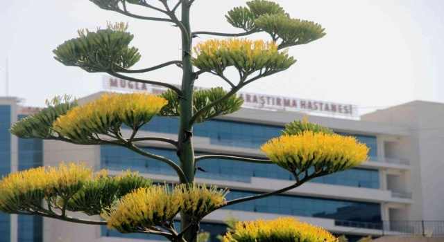 “Sabır Çiçeği” Agave Muğla’da çiçek açtı ama ölecek