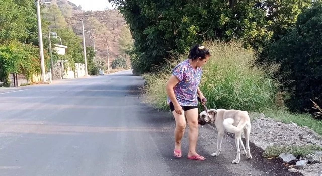 (ÖZEL) Okullar açıldı terk edilen kedi köpek sayısı arttı
