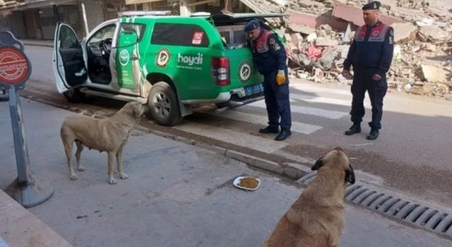 Deprem Bölgesindeki Hayvanlara Mama Desteği