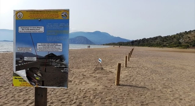 Caretta caretta yuvası sayısında artış bekleniyor