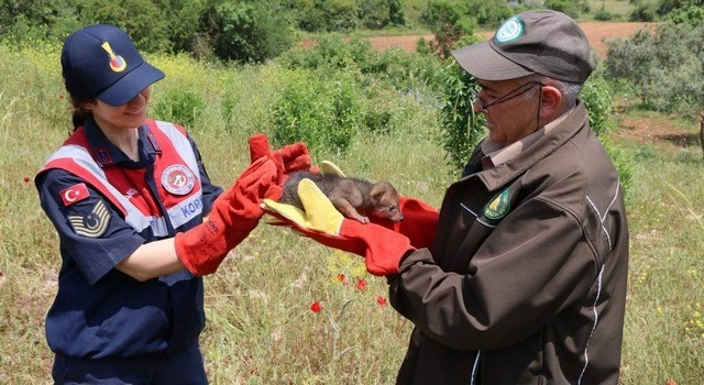  Muğla’da çakal yavrusu kurtarıldı