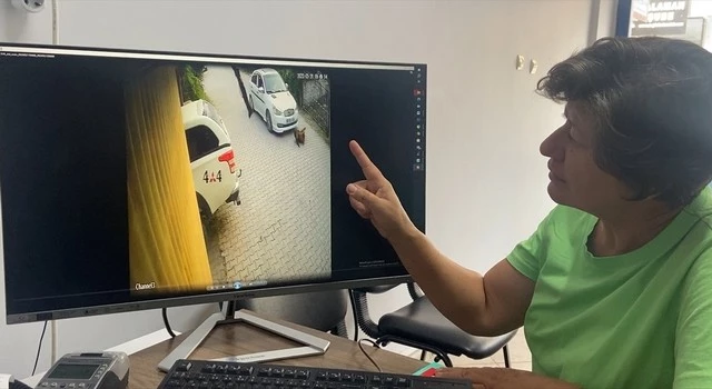 Otomobilin çarptığı yavru köpek telef oldu