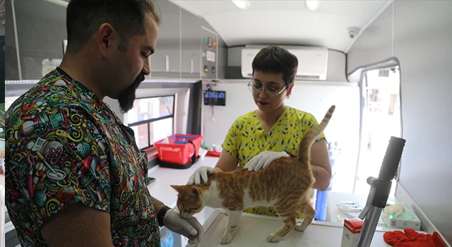 Bodrum Belediyesi sokak hayvanlarıyla ilgili çocuklara yönelik bilinçlendirme çalışması yaptı