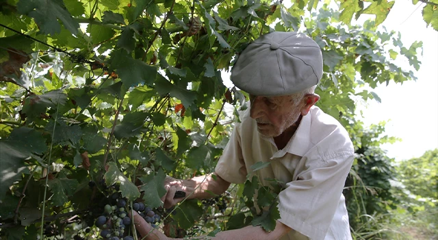 91 yaşındaki Manisalı çiftçi, topraktan kopamıyor