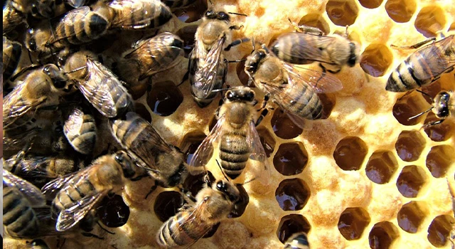 Muğla’da sezonun ilk çam balı 61 bin lira